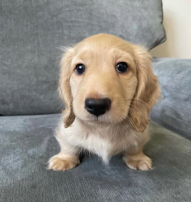 Feri, a dachshund